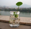 100ml clear glass jar for family planting