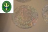 Anti counterfeit holographic label