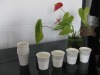 Biodegradable PLA paper cup