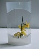 Clear plastic cylinder  for flower packing