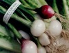 Paper printed Vegetables'twist ties