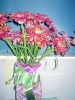 Pet Rainbow Film For decoration