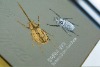 beetles metal sticker for book cover