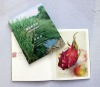 colour brochure printing