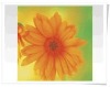 decoration 3d lenticular flower card