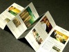 elegant printing brochure