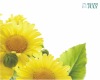 flower poster printingGH-Z127