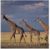 giraffe 3d animal    picture