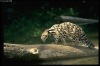 newest morph pictures with 3d effect used for promoting leopards pretection