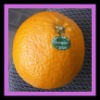 orange self  adhesive label