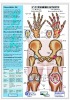 plastic medical picture/chart