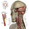 professional design and printing medical poster