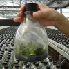 tissue culture  bottle