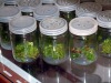 tissue culture  bottle