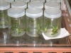 tissue culture glss bottle