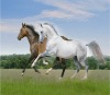 whosale lifelike high definition 3d pictures of horse