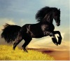 whosale lifelike high definition 3d pictures of horse