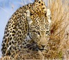 whosale lifelike high definition 3d pictures of leopard