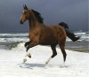 whosale lifelike high definition 3d postcards of horse