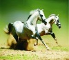 whosale lifelike high definition 3d postcards of horse