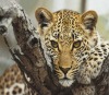 whosale lifelike high definition animals 3d postcards