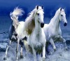 whosale lifelike high definition horse 3d pictures