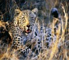 whosale lifelike high definition leopard 3d postcards