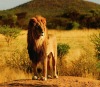 whosale lifelike high definition lions 3d postcards