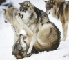 whosale lifelike high definition wolves 3d pictures