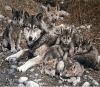 whosale lifelike high definition wolves 3d pictures